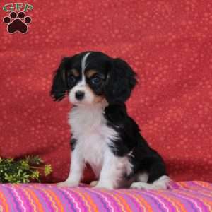 Chocolate Swirl, Cavalier King Charles Spaniel Puppy